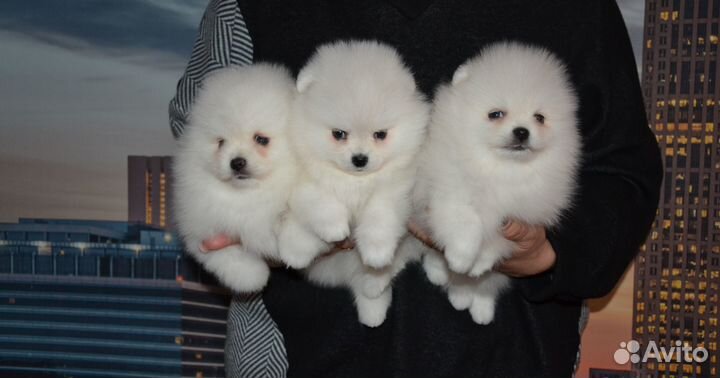 Мишки мимимишки