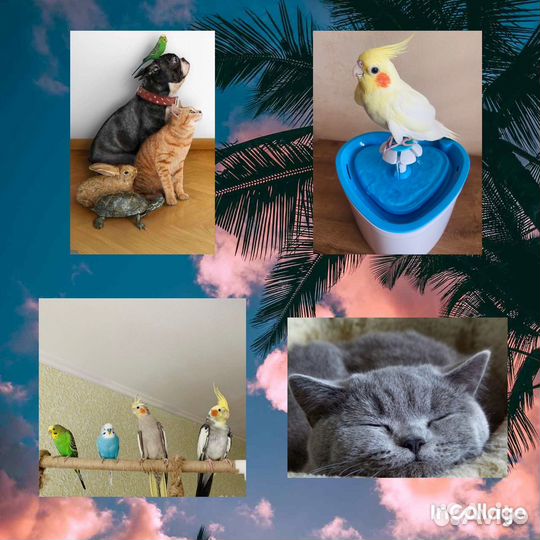 Передержка животных и птиц