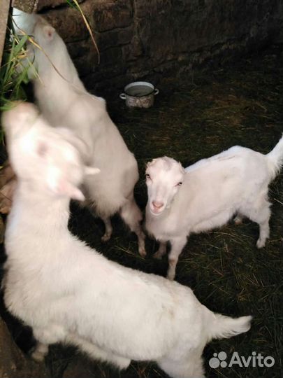 Продаются козы