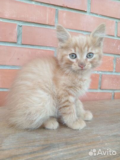 Курильский бобтейл, 2 мальчика