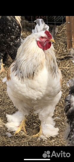 Куры,петухи,индюки