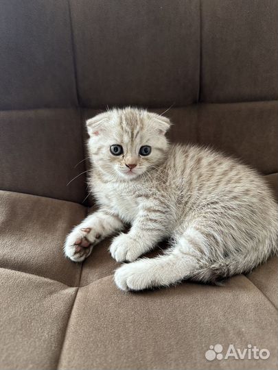 Шотландская вислоухая кошка в добрые руки