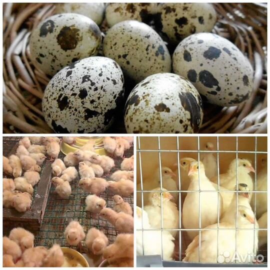 Перепел Белый гигант