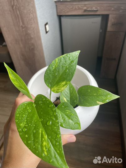 Сциндапсус золотистый