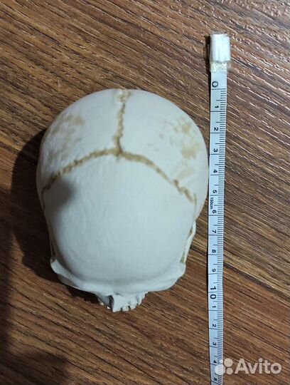 Череп из гипса (На заказ)