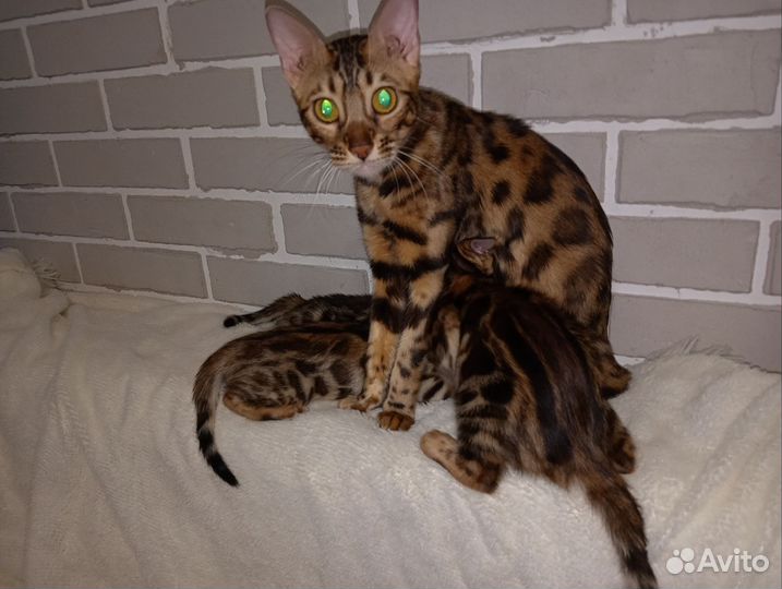 Бенгальская