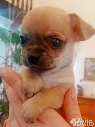 Щенки чихуахуа