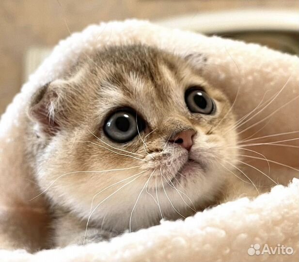 Вислоушка Плюшевый Красавец Чистокровный