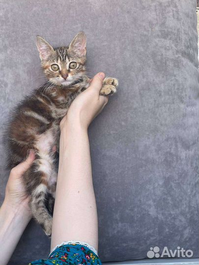Бенгальская кошка