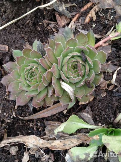 Флоксы/молодило