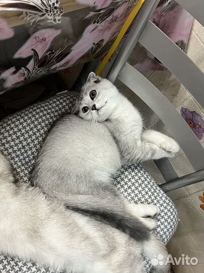 Вислоухий котенок