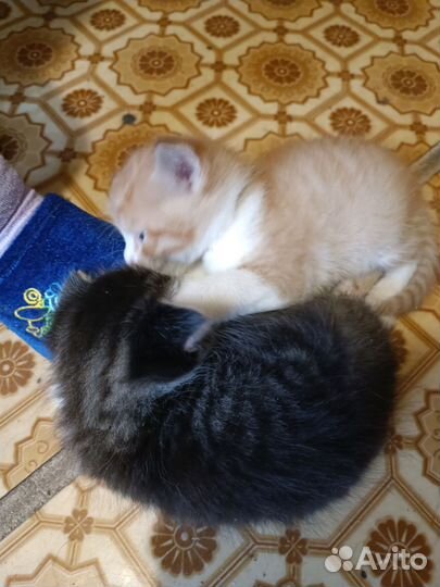 Котята бесплатно