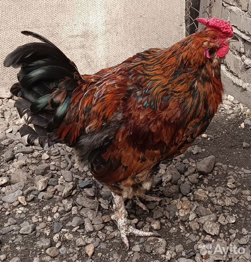 Молодые петухи