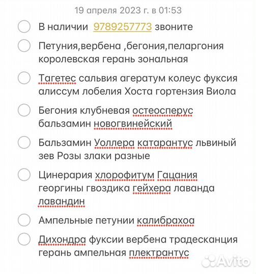 Рассада цветов