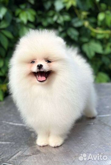 Белый померанский шпиц мальчик
