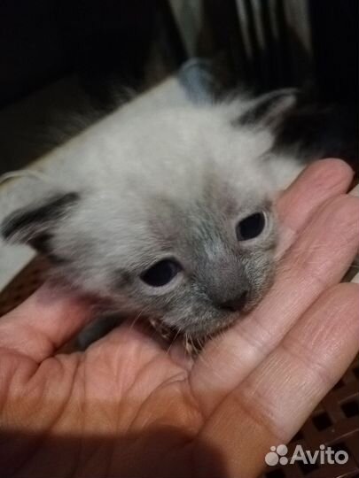 Сиамская кошечка