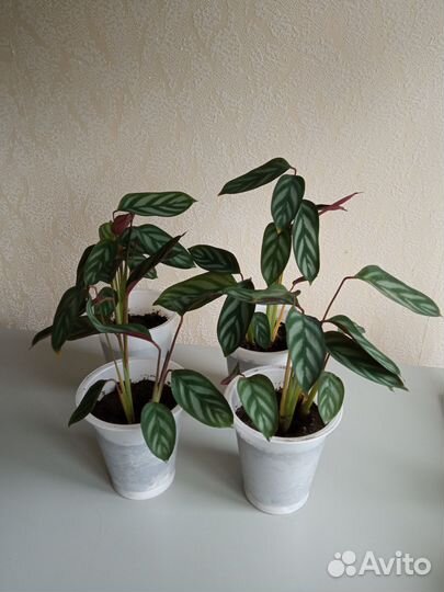 Цветы(бегония махровая,калатея,зефирантес) )