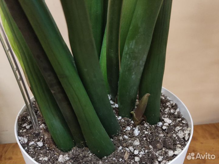 Замиокулькас