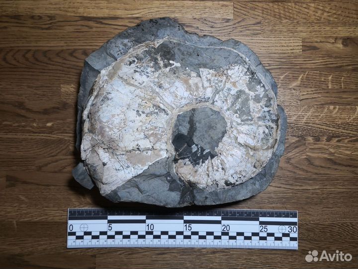 Окаменелость. Аммонит в септарии. р.Белая