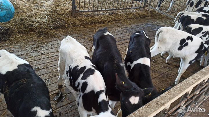 Телята мясной породы бычки