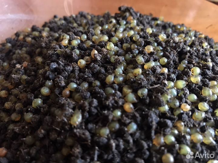 Коконы червя дендробена