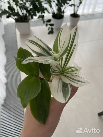 Традесканция