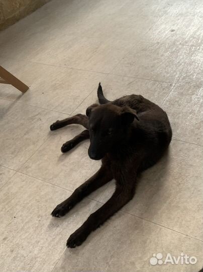 Собака в добрые руки