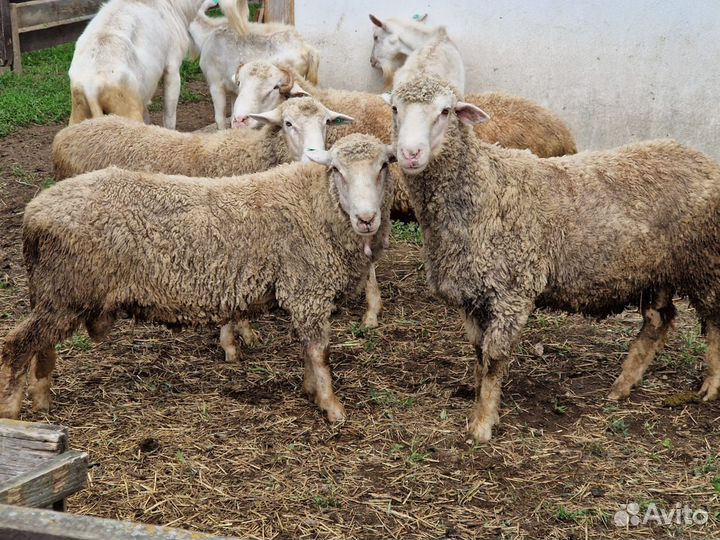 Козел зааненский, Баран Куйбышевской породы