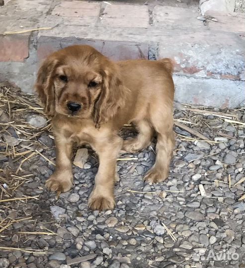 Английский кокер спаниель