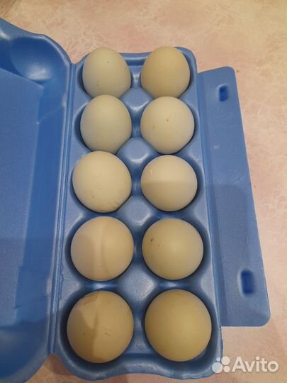 Домашние куриные яйца