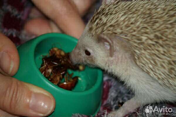 Живой корм для ежей, сов, хорьков