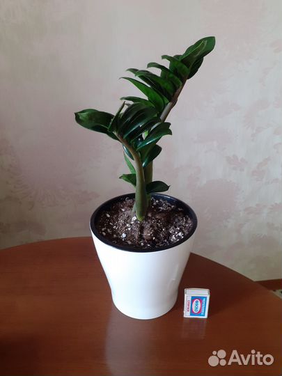 Замиокулькас