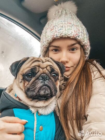 Мопс для вязки