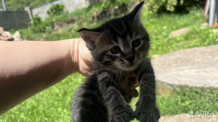 Котята в добрые руки даром