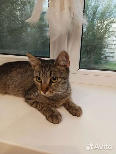 Кошка красотка камышового окраса