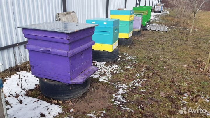 Продажа пчелосемьи