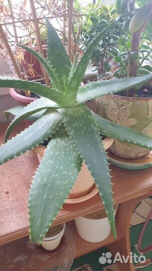 Спатифиллум