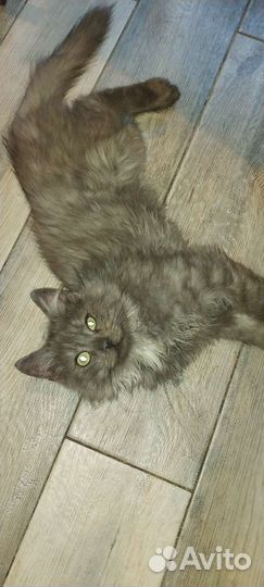 Кот в добрые руки