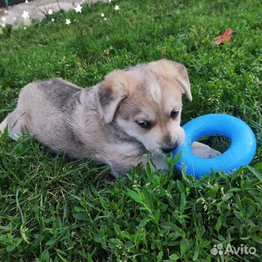 Щенки