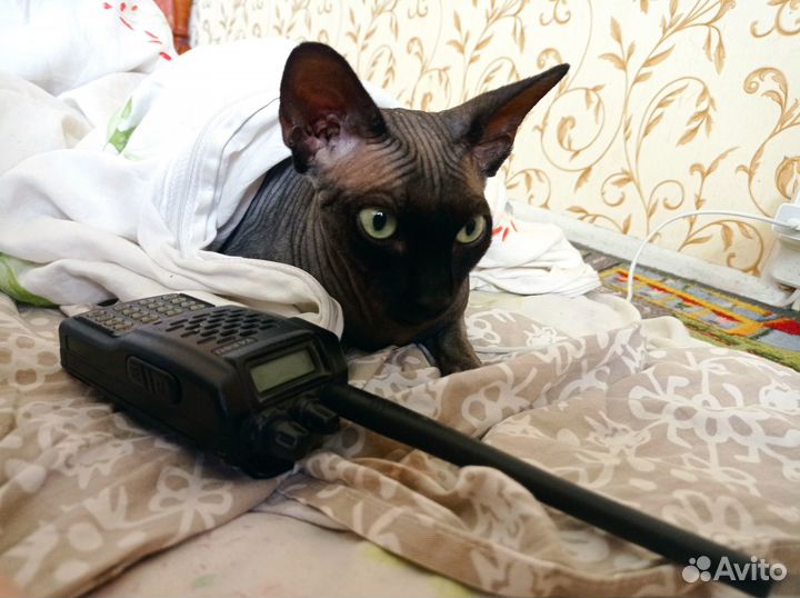 Вязка Канадского Сфинкса