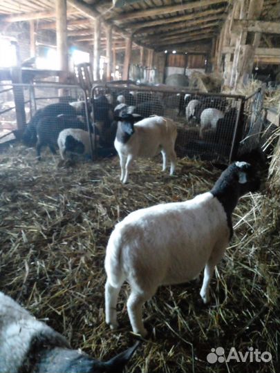 Баранчики дорпер