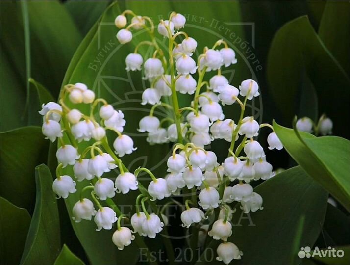 Цветы садовые