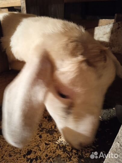 Доильный аппарат, костратор