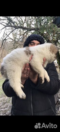 Алабай вязка