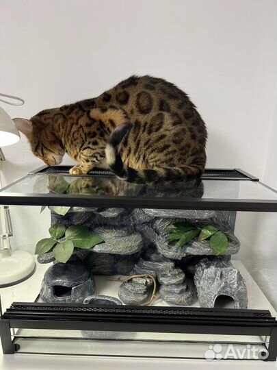 Террариум для геккона