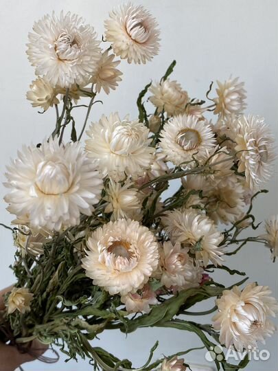 Гелихризум, сухоцвет