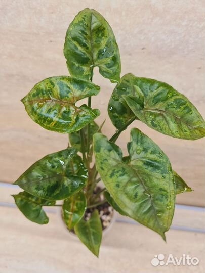 Сингониумы