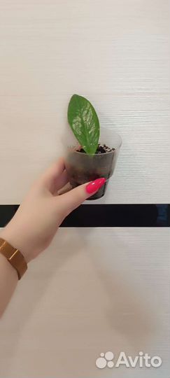 Замиокулькас