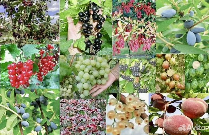 Плодовые декоративные деревья