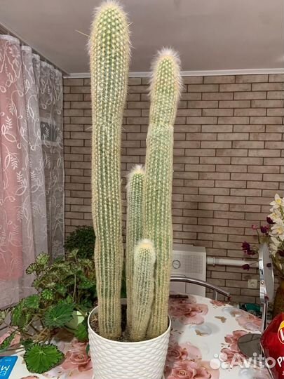 Кактус цветущий